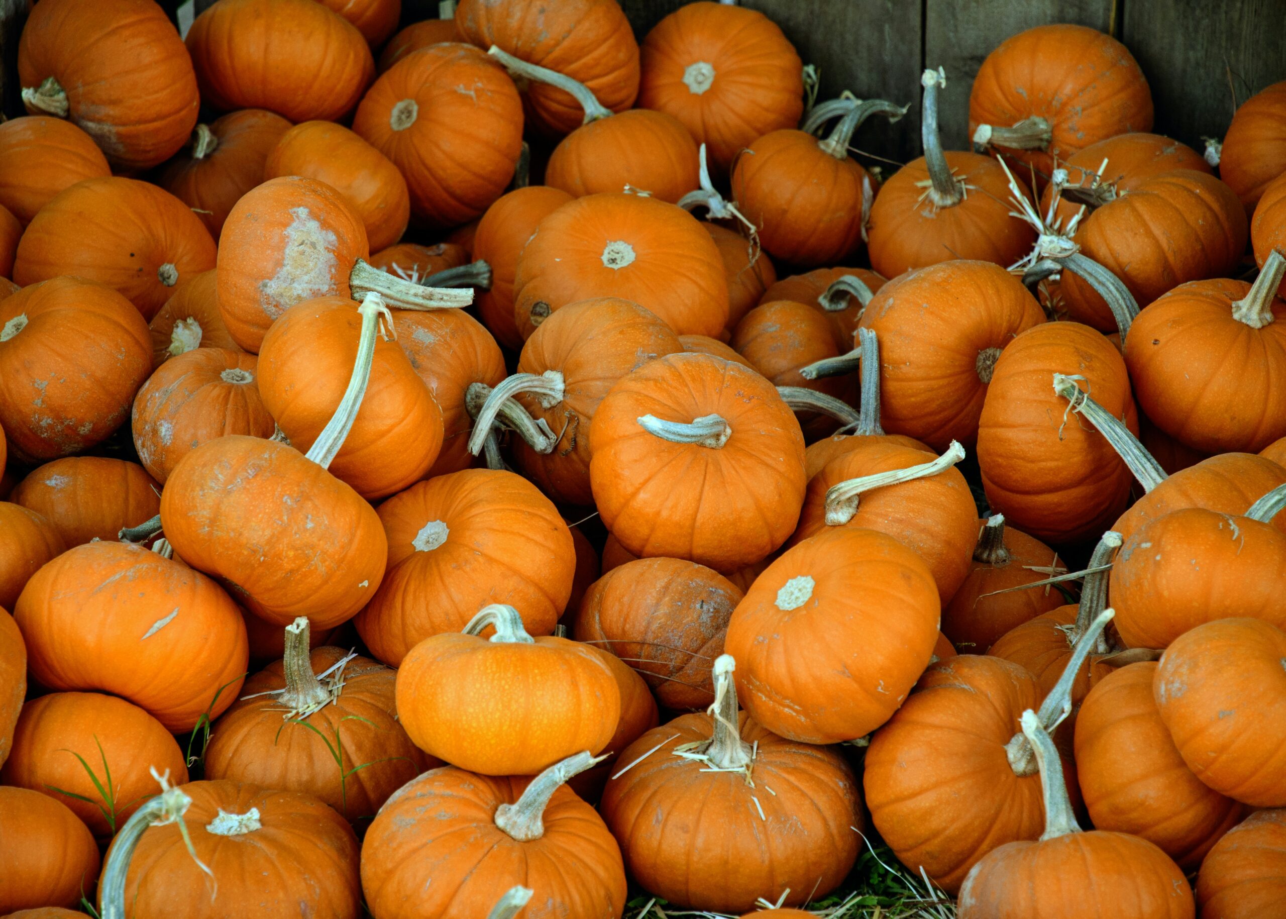 Pumpkin Pancake Recipes Falls Favorite Flavors