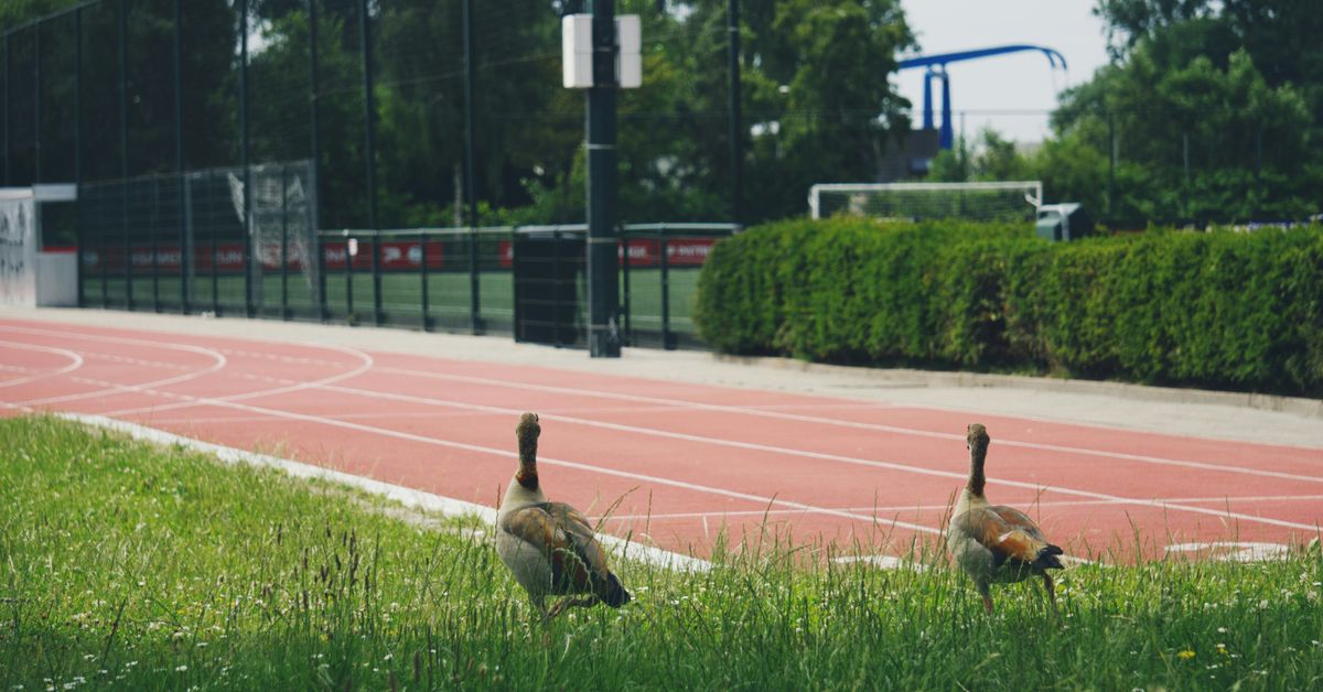 College Athletes Balancing Academics and Sports Success Stories